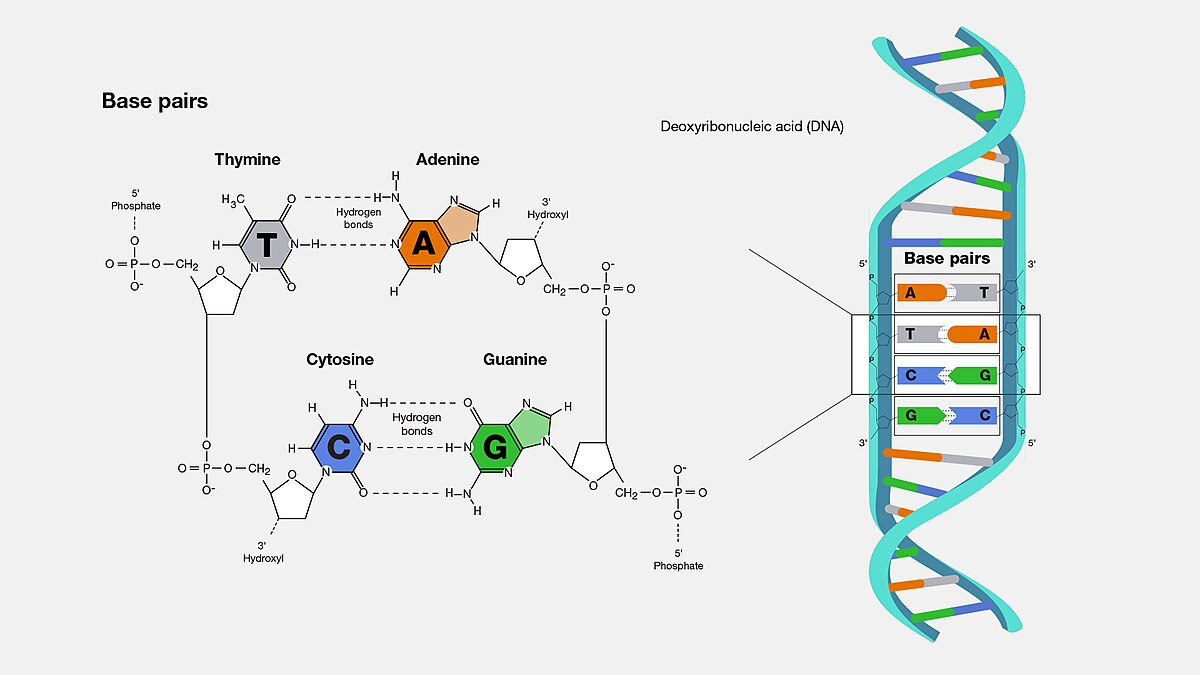 <p>Adenine (A) pairs with Thymine (T), and Guanine (G) pairs with Cytosine (C).</p>