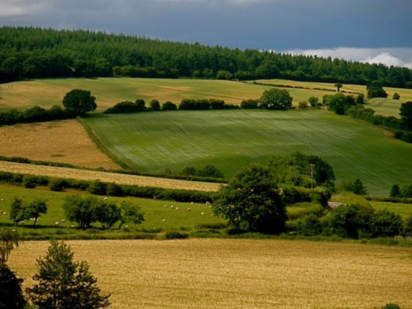 <p>farmland (n) /ˈfɑːmlænd/ English land used for farming</p>