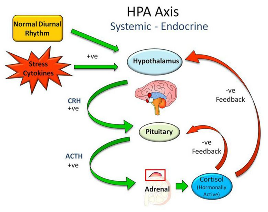 <ul><li><p>adrenal cortex produces cortisol, aldosterone, & adrenal androgens</p></li><li><p><span>suppressing inflammation and immunity in the short term while potentially contributing to immune dysregulation with chronic stress</span></p></li><li><p>feedback loop involves ACTH (pituitary) & cortisol</p><ul><li><p><span>Hypothalamus → CRH → Pituitary.</span></p></li><li><p class="ds-markdown-paragraph"><span>Pituitary → ACTH → Adrenal Glands.</span></p></li><li><p class="ds-markdown-paragraph"><span>Adrenal Glands → Cortisol is released into the blood</span></p></li><li><p class="ds-markdown-paragraph"><span>High Cortisol feeds back to SHUT OFF the Pituitary (ACTH) & Brain (CRH).</span></p></li><li><p class="ds-markdown-paragraph"><span>When cortisol drops, the loop starts again</span></p></li></ul></li></ul><p></p>