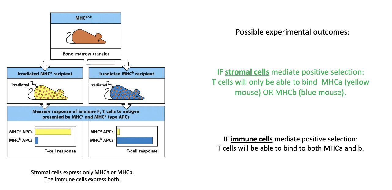 <ul><li><p><strong>Setup:</strong></p><ul><li><p>Stromal cells express <strong><u>either</u></strong> MHCA or MHCB</p></li><li><p>Immune cells express <strong><u>both</u></strong> MHCA and MHCB</p></li></ul></li><li><p><strong>Predictions:</strong></p><ul><li><p>If <strong>stromal cells</strong> drive positive selection → T cells should only recognize either MHCA or MHCB type of the stromal cells.</p></li><li><p>If <strong>immune cells</strong> drive it → T cells should recognize <strong>both</strong> MHC types.</p></li></ul></li><li><p><strong>Result:</strong></p><ul><li><p>In MHCA-only mice → T cells recognized only <strong>MHCA</strong>.</p></li><li><p>In MHCB-only mice → T cells recognized only <strong>MHCB</strong>.</p></li></ul></li><li><p><strong>Conclusion:</strong> Positive selection is mediated by thymic stromal (epithelial) cells, not immune cells.</p></li></ul><p></p>