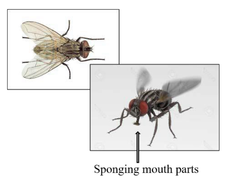 <p>What is the name of this and what disease does it transmit</p>