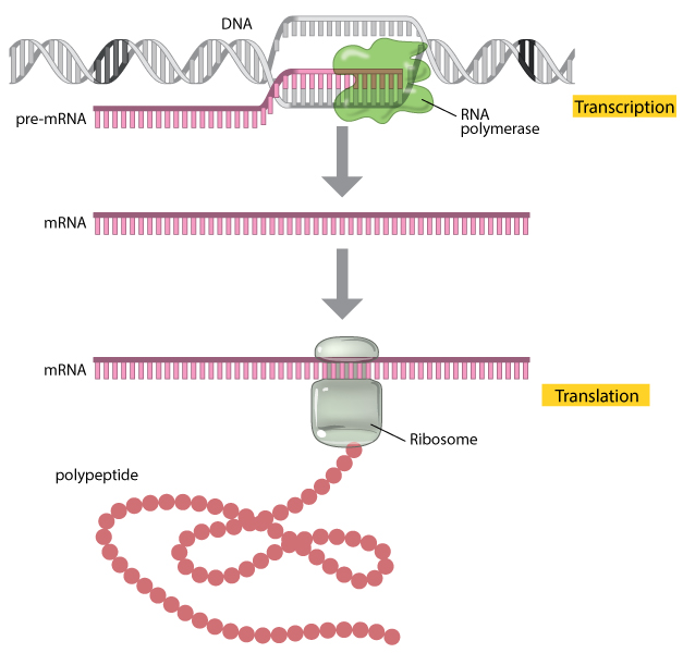 <p>Parts of proteins that are made from RNA during translation.</p>