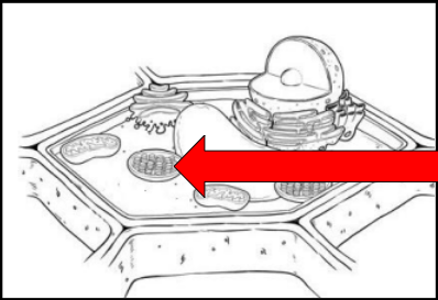 <p>Site of photosynthesis </p>