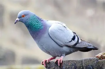 <p>pigeon</p>