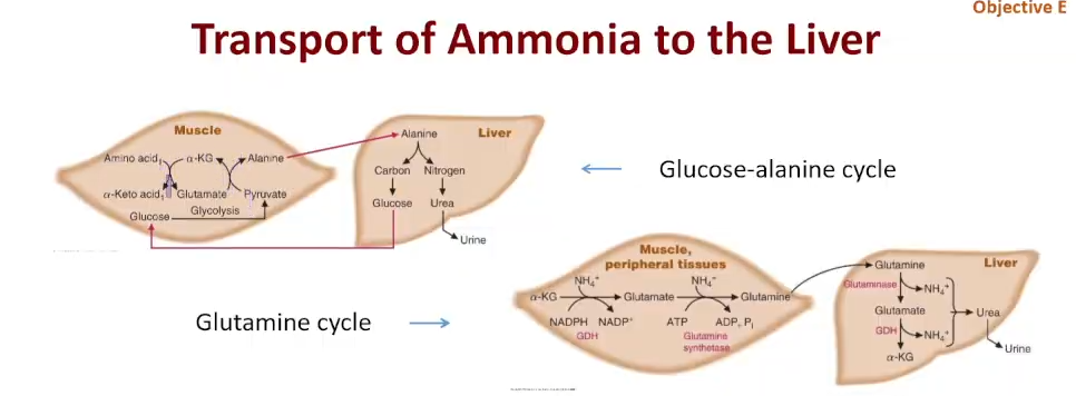 <ol><li><p> When <strong>muscles </strong>break down amino acids for energy, they generate <strong>nitrogen waste</strong>. The nitrogen combines with <strong>pyruvate</strong> (from glucose breakdown) to form <strong>alanine</strong>.</p></li><li><p> <strong>Alanine</strong> is sent through the bloodstream to the <strong>liver</strong>.</p></li><li><p>The liver removes nitrogen from alanine and converts it to <strong>urea</strong> for excretion. The<strong> leftover part of alanine </strong>is turned back into <strong>glucose</strong>, which is sent back to the muscles for energy.</p></li></ol><p><em>Basically, the Glucose-Alanine Cycle allows muscles to </em><strong><em>get rid of nitrogen</em></strong><em> safely and </em><strong><em>recycle glucose</em></strong><em> for energy.</em></p>