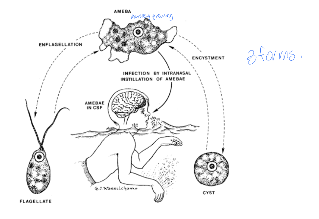 knowt flashcard image