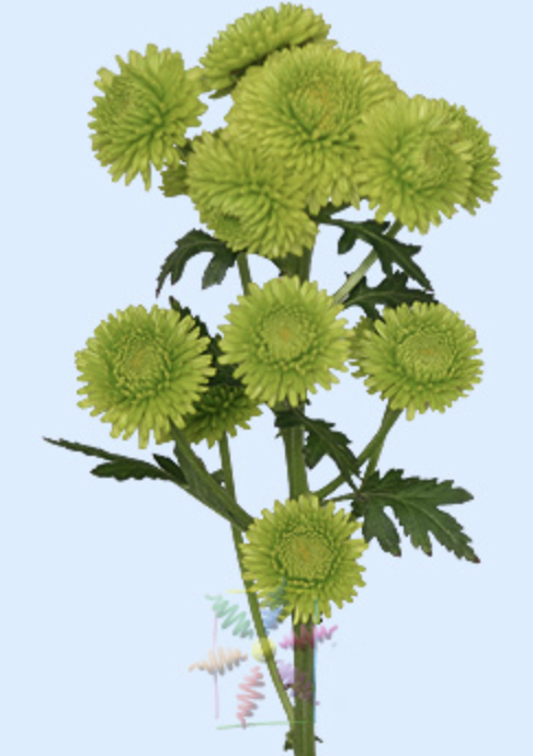 <p>Scientific name:</p>