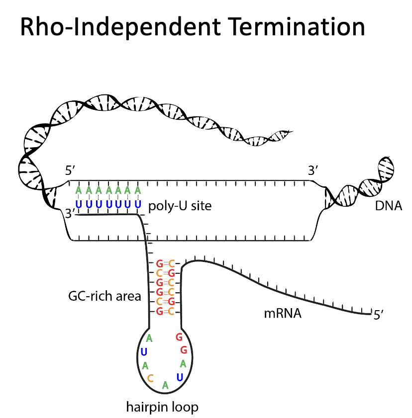 <ul><li><p>occurs in prokaryotes</p></li><li><p>process that requires the presence of intrachain self-complementary sequences in the newly formed primary transcript so that it can acquire a stable hair pin turn that slows down the progress of the RNA polymerase and causes it to pause temporarily</p><ul><li><p>near the stem of the hairpin, a sequence occurs that is rich in G and C (this stabilizes the secondary structure of the hair pin)</p></li><li><p>following the hair pin is a series of Us which provides a section of weak U-A bonding that facilitates the dissociation of the primary transcript from the DNA</p></li></ul></li></ul><p></p>