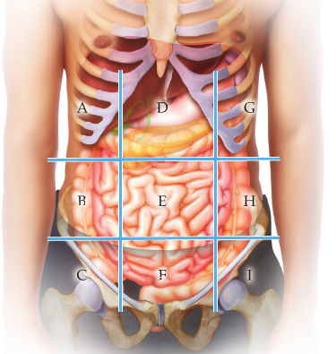 <p>Right Hypochondrium</p>