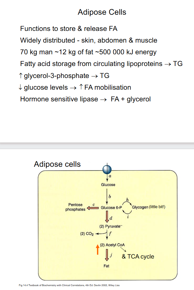 <p>DIAGRAM ON SLIDE 24 and 25</p>