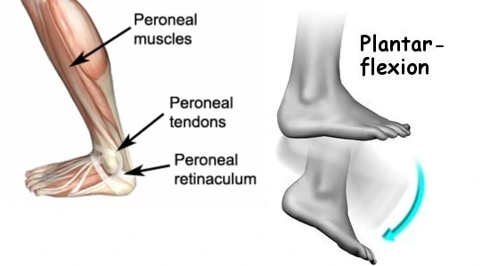 <p>plantarflexion </p>
