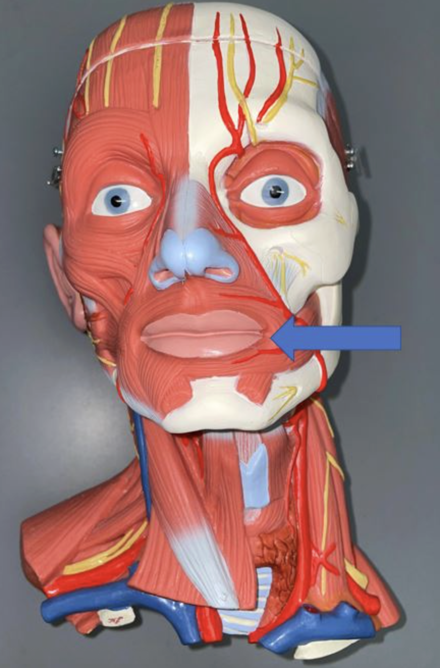 <p>muscle name & function</p>