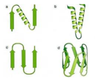 <p> La secuencia lineal de aminoácidos desde el extremo N-terminal al C-terminal.</p>