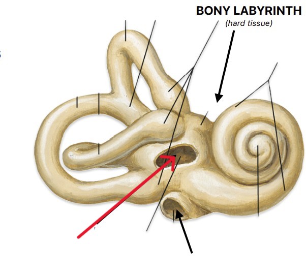 <p>Which part of the ear is:</p><ul><li><p>Oval-shaped</p></li><li><p>Above the round window</p></li><li><p>Connect middle and inner ear</p></li></ul><p></p>