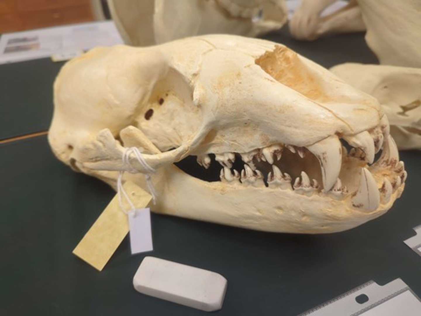 <p>What animal is this? Answer with "Skull" after animal name.</p>