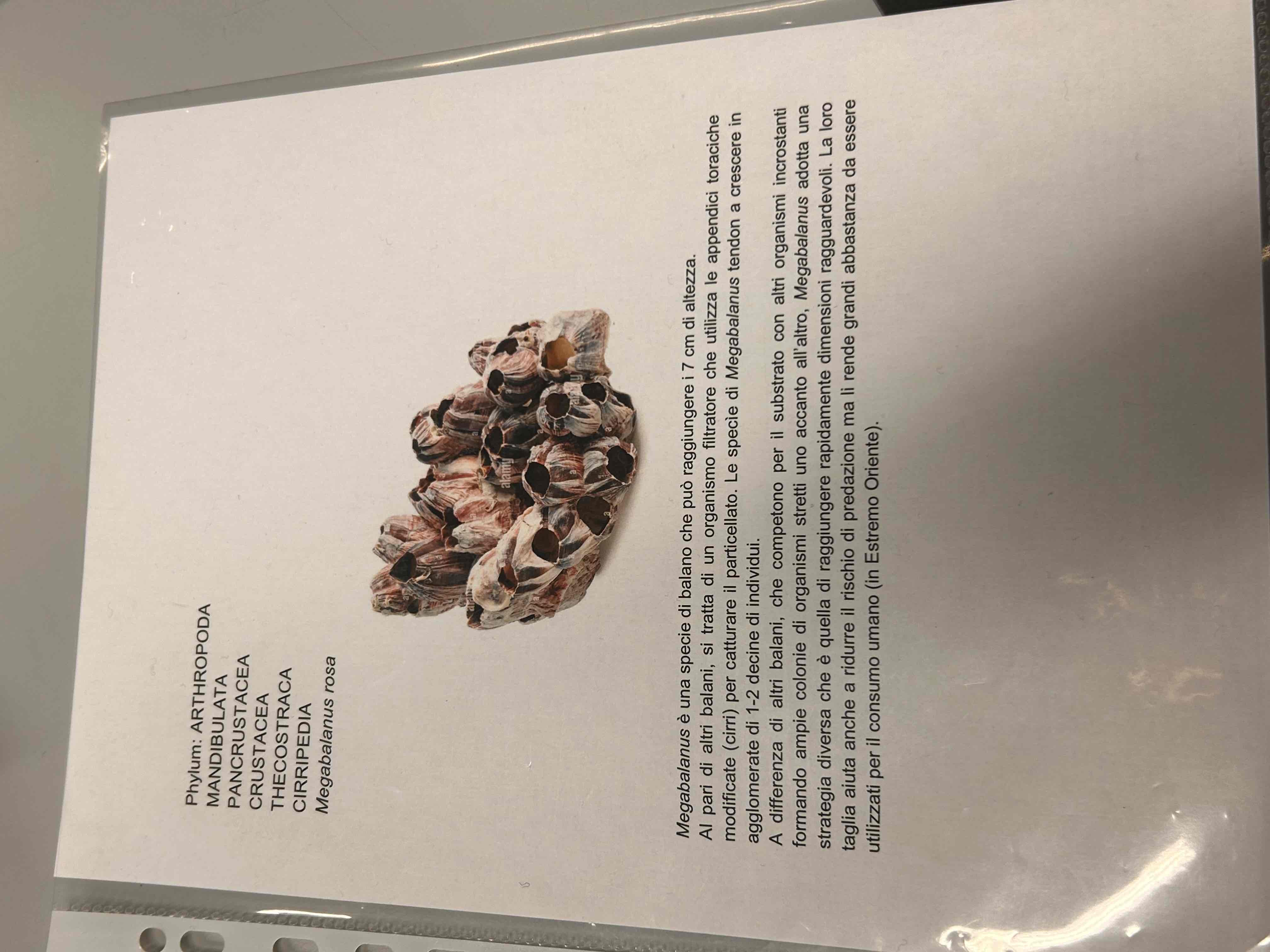 <p>Crostacei</p><p>Maxillopodia</p><p>Cirripedia</p><p>Megabalanus rosa</p>