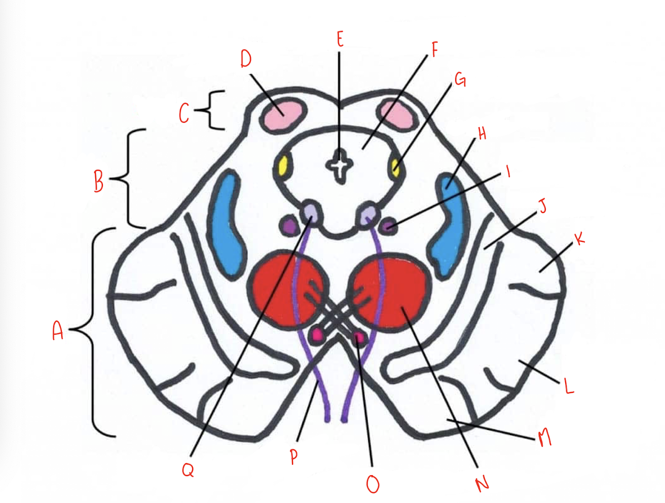 <p>What structure of the sliced superior colliculus section of the midbrain is labeled F?</p>