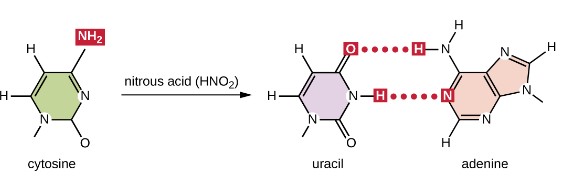 modify normal DNA bases, resulting in different base-pairing rules deaminates GC base pair to an AT 