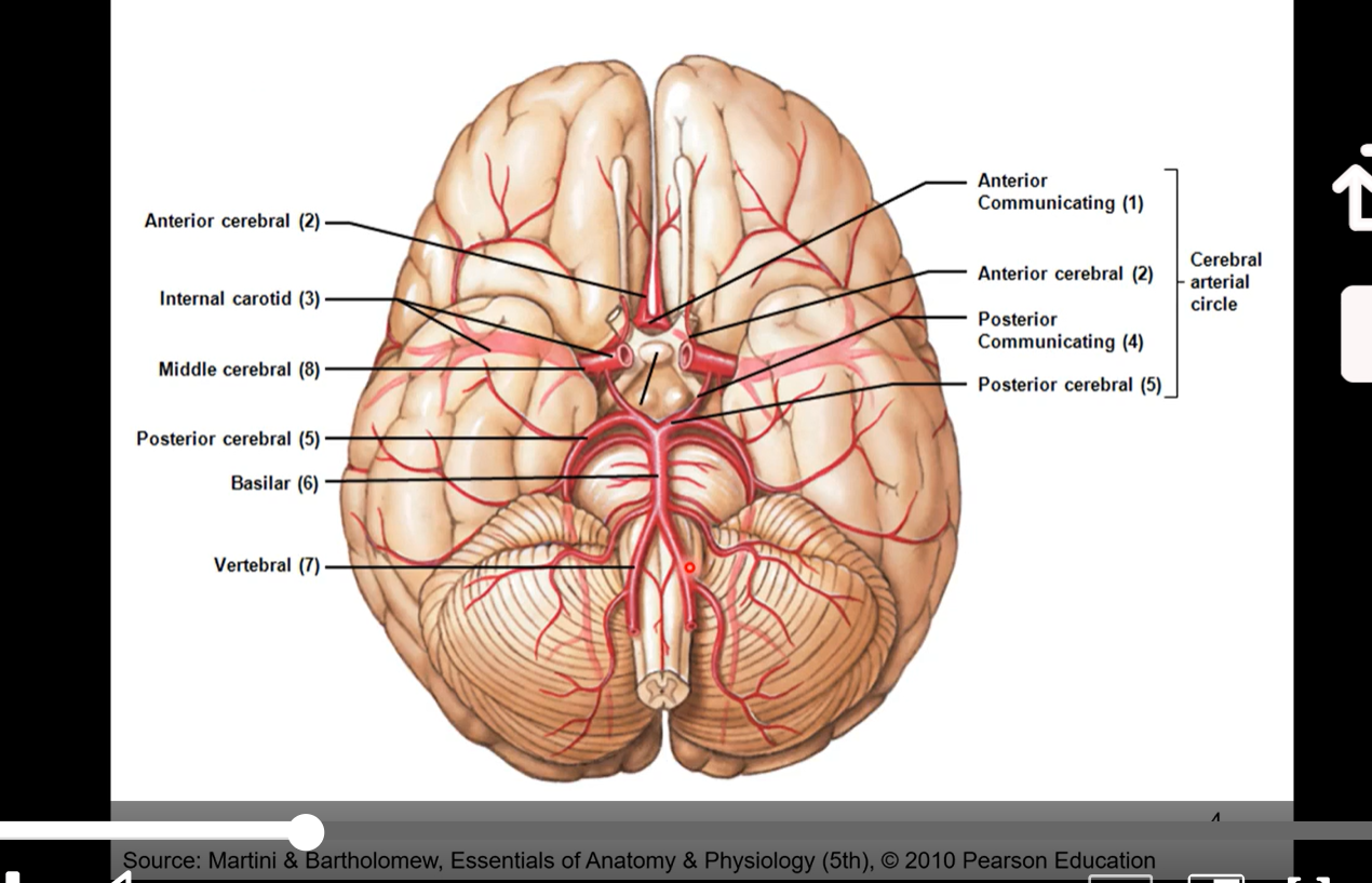 <p>Cerebralarterial Circle/ Circle of Willis </p><p></p><p>pic also the same as below pic</p>