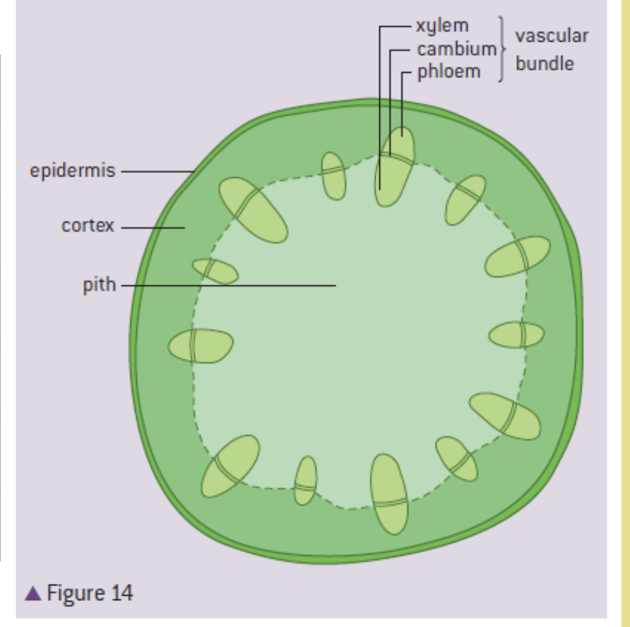 <ul><li><p>support, elevate leaves for seed dispersal and photosynthesis </p></li></ul><p>xylem - transport of water from roots - leaves&nbsp;</p><p>cambium - production of xylem&amp;phloem tissue&nbsp;</p><p>phloem - transport of sugar from source to sink&nbsp;</p><p>epidermis - protection and waterproof&nbsp;</p><p>cortex - support and photosynthesis&nbsp;</p><p>pith - packing tissue ( bulking out the stem)&nbsp;</p>