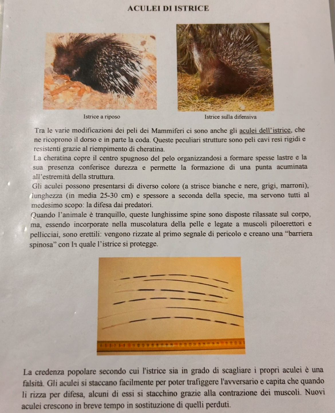 <p>Aculei istrice</p>