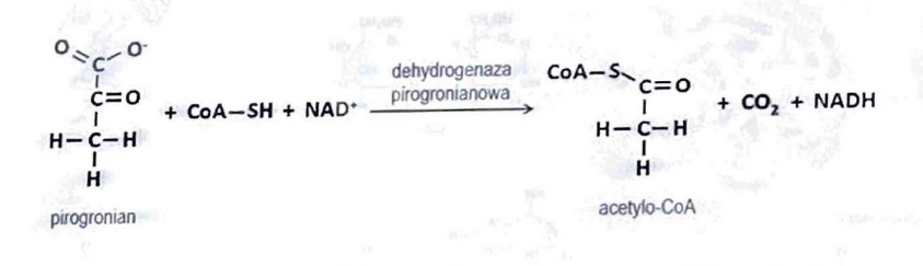 <p>powstanie 1 cząsteczki NADH</p>
