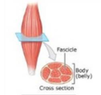 <p>biceps brachii muscle</p>