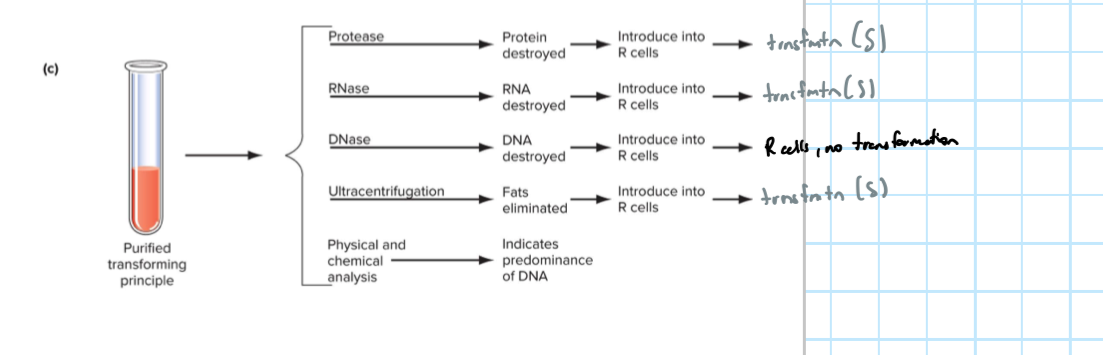 <p>they isolated and purified the transforming principle then ran a series of tests with diff samples, each destroying a substance that might have been the transforming principle, then seeing if R cells were transformed into S cells once the samples were introduced to an R colony</p><ul><li><p>protease → destroys proteins</p></li><li><p>RNase → destroys RNA</p></li><li><p>DNase → destroys DNA</p></li><li><p>ultracentrifugation → destroys fats</p></li></ul><p>transformation only didn’t occur when samples of purified transforming principle were treated with DNase</p><p>therefore the transforming principle was DNA</p>
