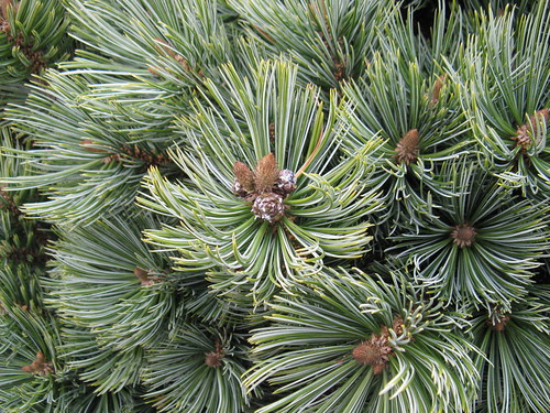 <p>(Pinus edulis)</p>