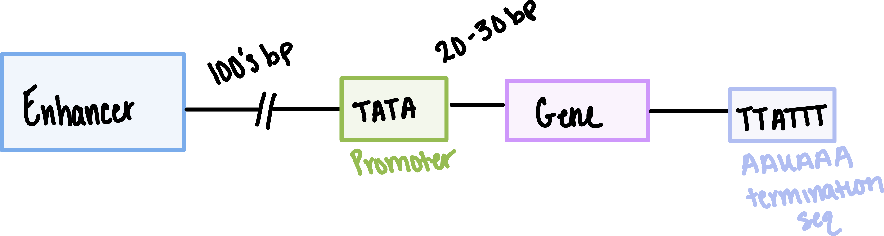 <p>The TATA box is 25 bp away from the site of transcription initiation</p>