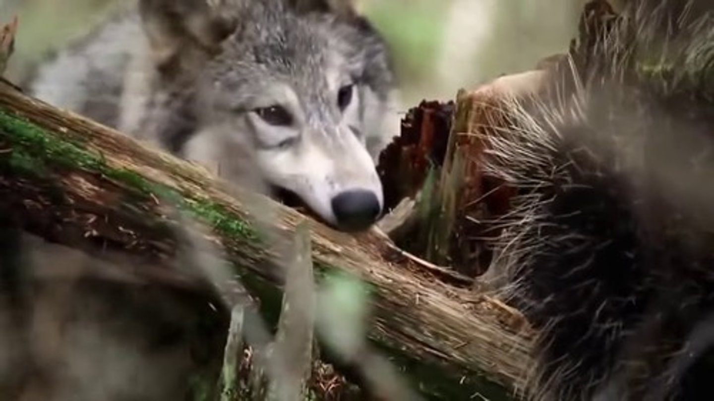 <p>(n)</p><p>phim tài liệu</p>