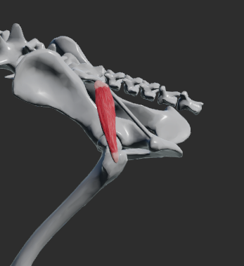 <p>odstup: pars lateralis ossis sacri, lig. sacrotuberosum</p><p>úpon: trochanter major femoris</p><p>fce: extenze v articulatio coxae</p><p></p><p>Fe Odstup z processus transversus dvou posledních sakrálních obratlů a prvního obratle ocasního Upíná se distálně od trochanter major femoris Je abduktorem končetiny v art. coxae</p>