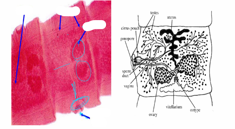 <p>what species, stage, parts</p>