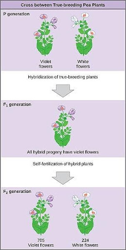 <p>the 2 OG true breeding plants that crossed (violet + white flower)</p><ul><li><p>one parent - violet - is AA (true breeding dom (A only passed), other - white is aa (a only passed) (true breeding recessive)</p></li><li><p>offspring: AA x aa = 100% Aa (imagine punnet square) </p></li></ul><p></p>