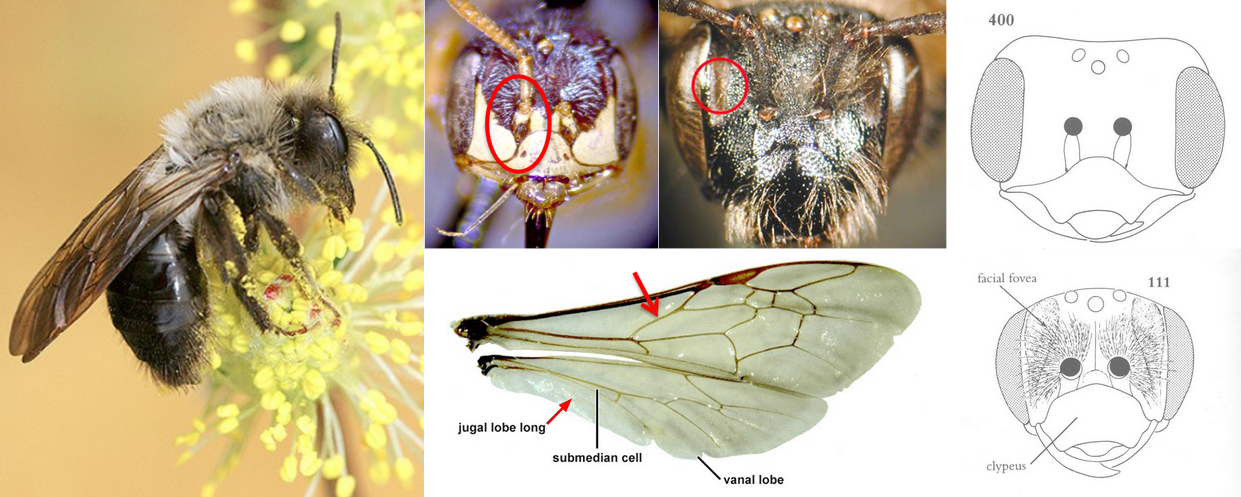 <ul><li><p>Face with <strong><em>two subantennal sutures (often covered by hairs)</em></strong></p></li><li><p>Often with facial foveae (vertical depressions next to the inner margin of each compound eye)</p></li><li><p>“Tongue” short, pointed apically</p></li><li><p><strong><em>Basal vein of FW not strongly arched</em></strong></p></li><li><p><strong><em>Jugal lobe of HW long</em></strong></p></li><li><p>Small to medium-sized, often (not always!) with hairier thorax than Halictidae</p></li><li><p><strong><em>Eye margin parallel, minimally angled</em></strong></p></li></ul><p></p>