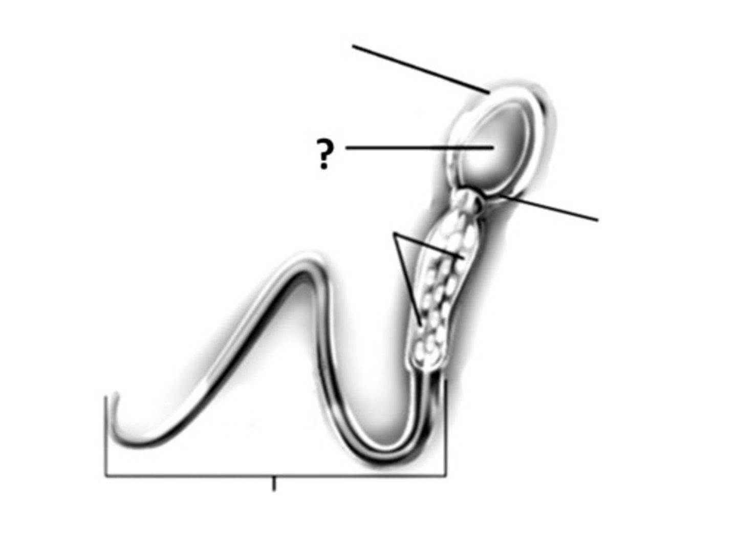 <p>line labeled ?</p><p>the control center of the sperm cell, part of the head</p>