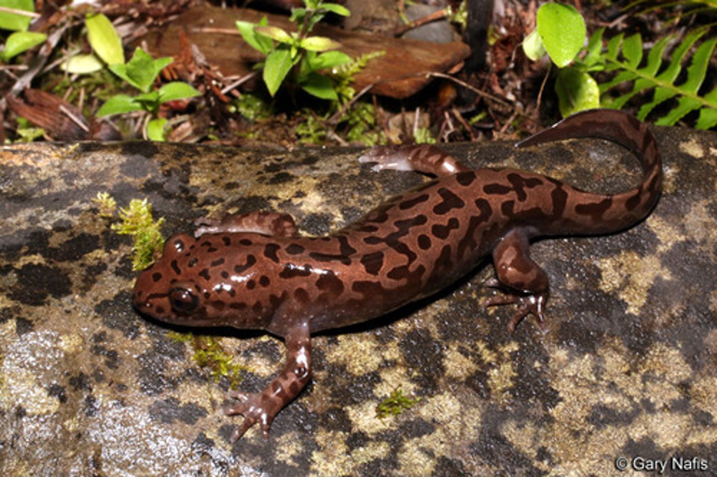 <p>Pacific Giant Salamander</p>
