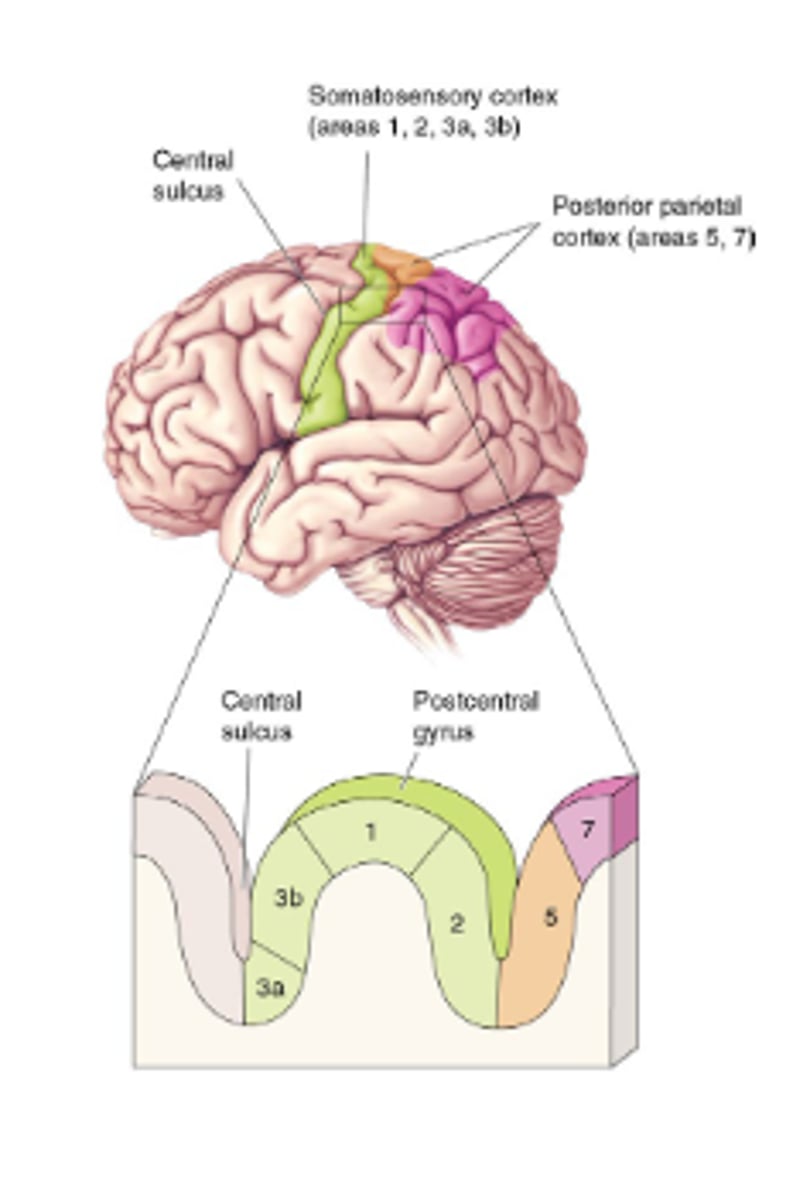 <p>Responsive to somatosensory stimuli<br><br>Lesions impair somatic sensation<br><br>Electrical stimulation evokes somatic sensation<br><br>Layered like visual cortex</p>