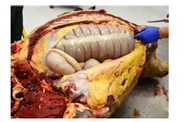 <p>Bilirubin</p><p>End of product of hemoglobin metabolism </p><p>Produced within liver pre-hepatic, hepatic, post-hepatic </p>