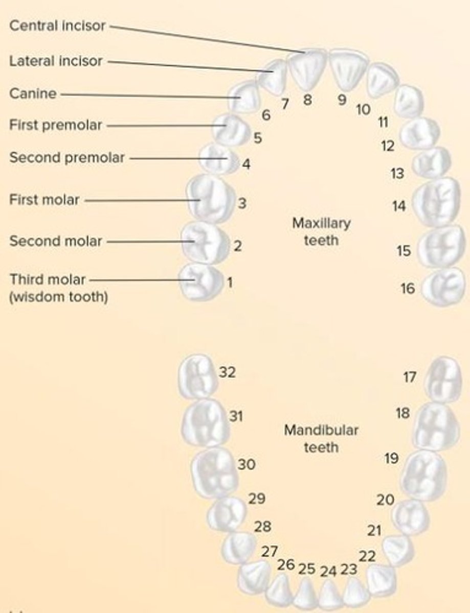 <p>Left Upper (LU), Right Upper (RU), Left Lower (LL), Right Lower (RL)</p>