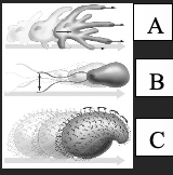 <p><span>The type of locomotive structure shown in “B” allows the organism to find nutrients using which of the following for locomotion?</span></p>