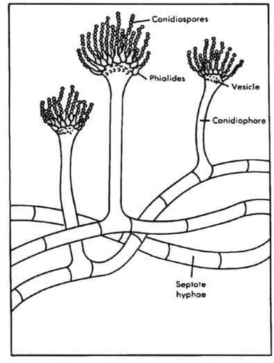 <p>Label phialide, vesicle, conidia, conidiophore on fungus</p>