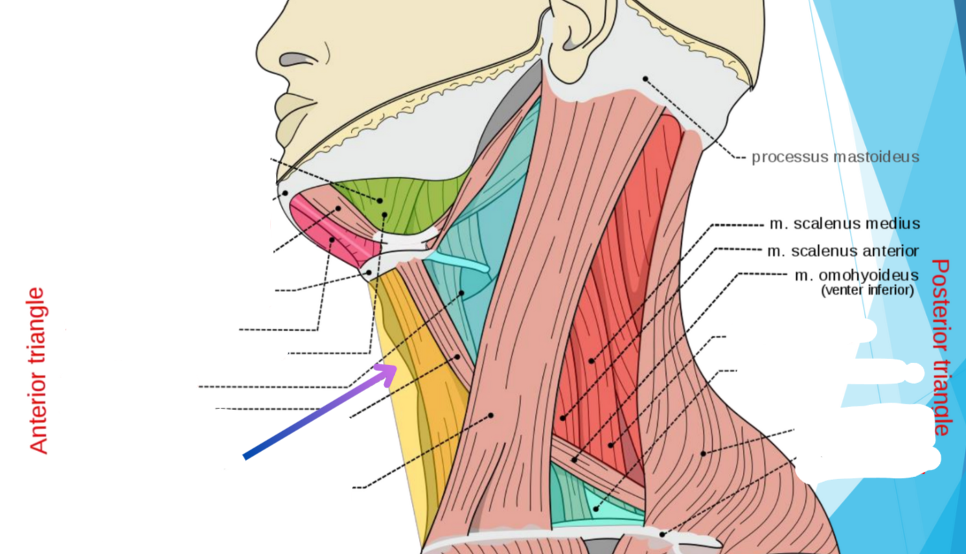<p>What triangle does yellow show?</p>