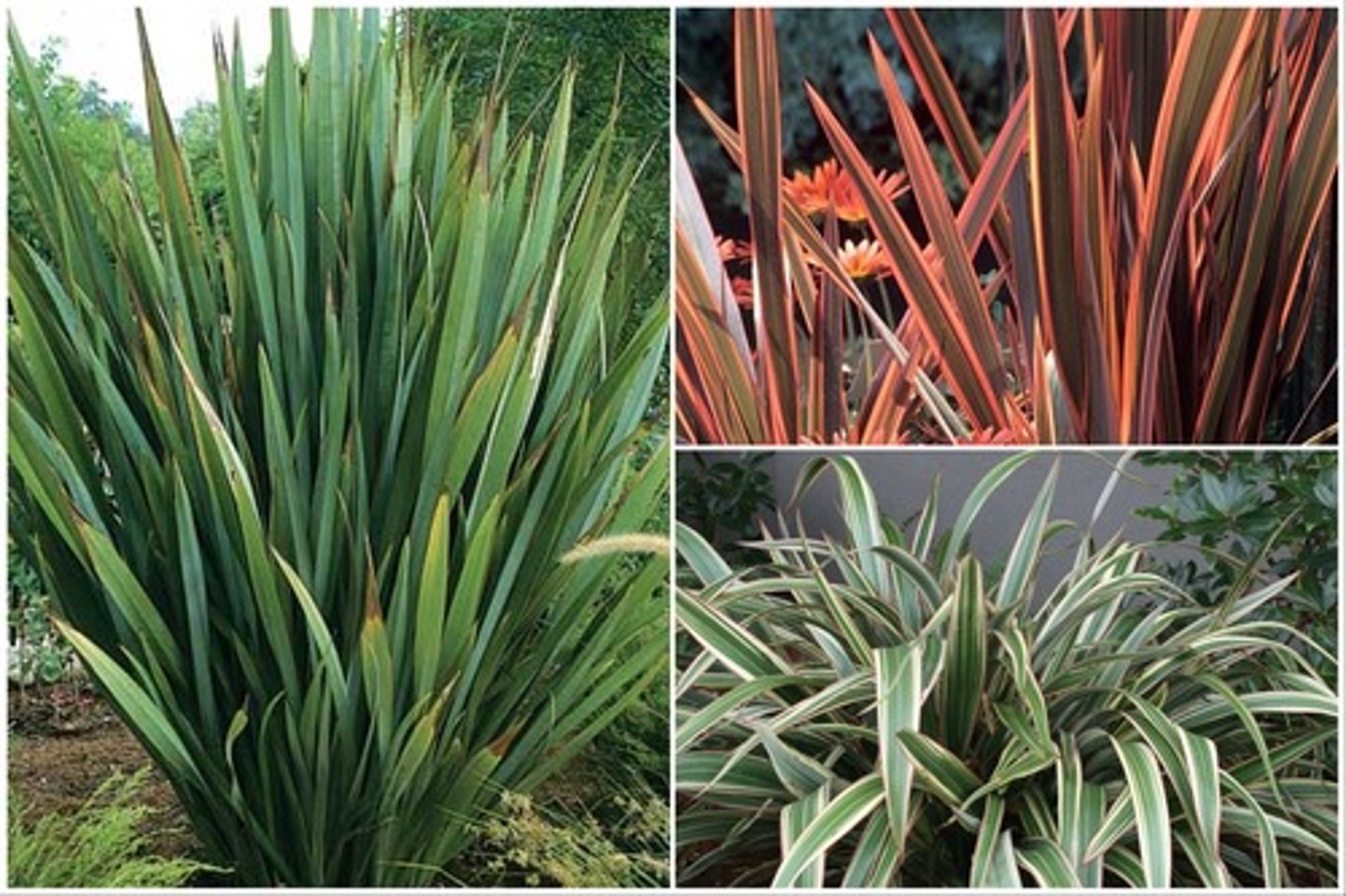 <p>New Zealand Flax</p>