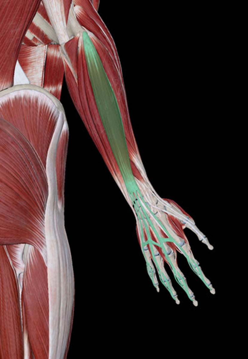 <p>Muscle that extends the fingers.</p><p>arms and shoulder muscles</p>