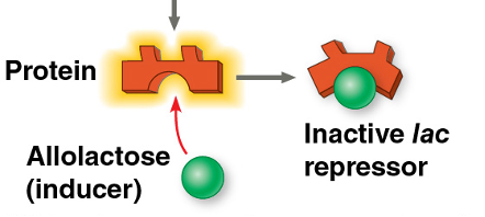 <p>usually turned off by a lac repressor, but it can be activated by an inducer, <mark data-color="yellow" style="background-color: yellow; color: inherit">allolactose</mark>, that inactivates the repressor by causing it to change shape and allows transcription</p><p>Lac operon- contains genes that code for enzymes used in <mark data-color="yellow" style="background-color: yellow; color: inherit">hydrolysis</mark> and <mark data-color="yellow" style="background-color: yellow; color: inherit">metabolism</mark> of lactose</p><ul><li><p>regulatory gene: lacl</p></li><li><p>negative control- active form of repressor</p></li><li><p>usually function in catabolic pathways</p></li></ul><p></p>