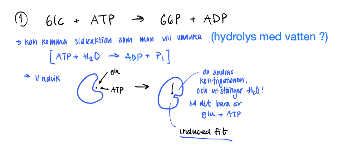 <p><strong>Glc + ATP → G6P + ADP </strong></p><ul><li><p>A side reaction (hydrolysis) with water can occur, ATP + H<sub>2</sub>O → ADP + P<sub>i</sub></p></li><li><p>To combat this, hexokinase makes a <span style="color: blue"><strong>induced fit</strong> </span>when Glucose binds to the active site, changing the configuration and blocks H<sub>2</sub>O from entering. </p></li></ul><p></p>