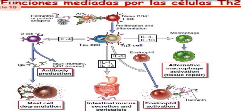 <p>Secreta citoquinas importantes para<strong> HELMINTOS</strong> (IL-4 IL-5 IL-9 IL-13 IL -25)</p><ul><li><p>Induce al LB al <strong>cambio de clase</strong> a <strong>IgE</strong> (mediante IL-4 y CD40L)</p></li><li><p>IgE favorece respuesta: MASTOCITOS y EOSINOFILOS</p></li><li><p><strong>IL-5 </strong>factor de crecimiento de Eosinofilos (FCεRIIIA)</p></li><li><p><strong>IL9 </strong>activa<span data-name="plus" data-type="emoji">➕</span> Mastocitos (FCεRIA)</p></li><li><p>IL-4 Y IL-13 <span data-name="arrow_up" data-type="emoji">⬆</span><span data-name="arrow_up" data-type="emoji">⬆</span><strong>MOCUS y PERITALTISMO</strong> (expulsar helmintos)</p></li><li><p><span data-name="plus" data-type="emoji">➕</span><strong>MACROFAGO M2</strong>: reparar y cicatrizar (mediante<strong> IL-4 e IL-13</strong>)</p></li></ul><p></p><p>LUCHA CONTRA LAS PARASITOSIS PERO DA ALERGIA</p>