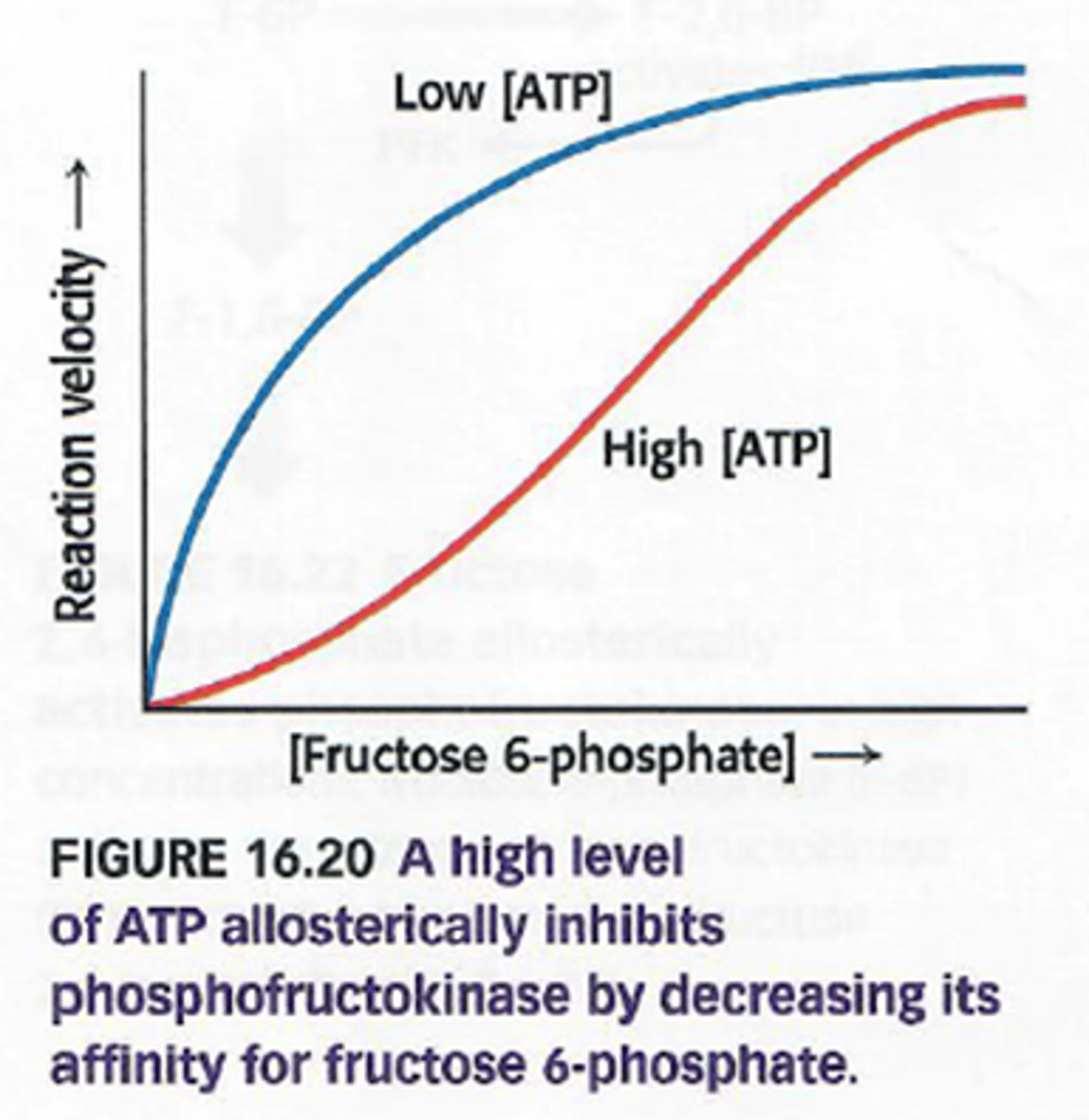 <p>de Km van de actieve site voor ATP is veel kleiner dan de Km van de allostere site voor ATP</p><p>->bij lage concentratie gaat er vooral ATP op de actieve site zijn</p>