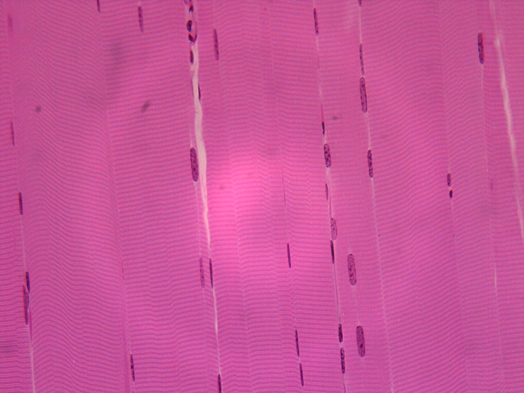 <p>what kind of tissue is this?</p>